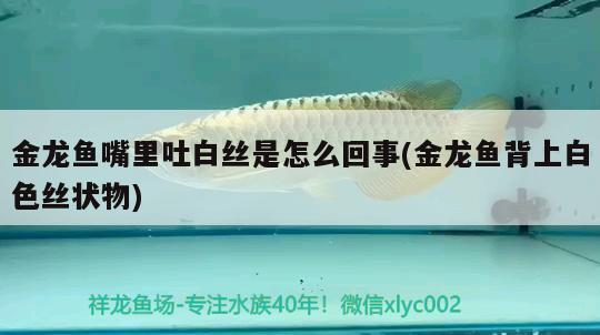 金龍魚嘴里吐白絲是怎么回事(金龍魚背上白色絲狀物) 紅龍福龍魚