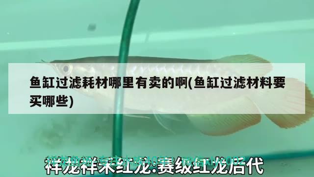 魚缸過濾耗材哪里有賣的啊(魚缸過濾材料要買哪些) 過背金龍魚