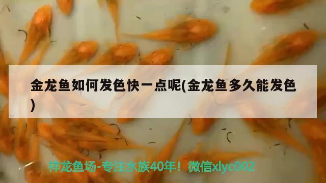 金龍魚(yú)如何發(fā)色快一點(diǎn)呢(金龍魚(yú)多久能發(fā)色)