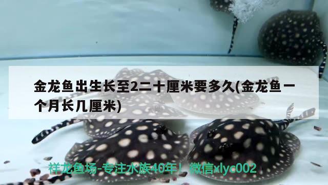 金龍魚出生長至2二十厘米要多久(金龍魚一個(gè)月長幾厘米)