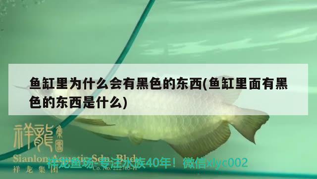 魚缸里為什么會(huì)有黑色的東西(魚缸里面有黑色的東西是什么) 馬拉莫寶石魚苗