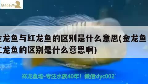 金龍魚(yú)與紅龍魚(yú)的區(qū)別是什么意思(金龍魚(yú)與紅龍魚(yú)的區(qū)別是什么意思啊) 黃金河虎魚(yú)