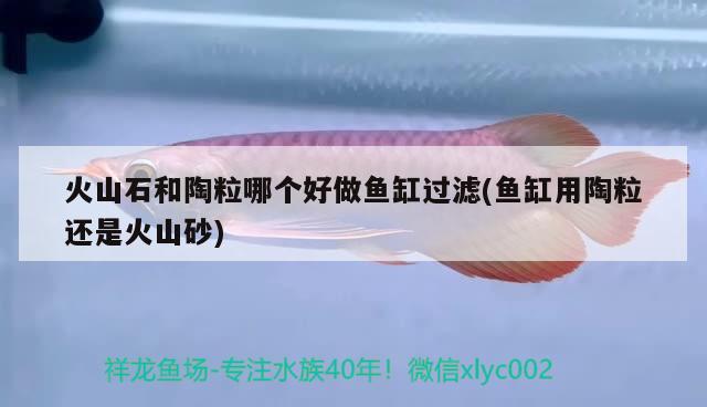 火山石和陶粒哪個(gè)好做魚(yú)缸過(guò)濾(魚(yú)缸用陶粒還是火山砂) 白化火箭魚(yú)