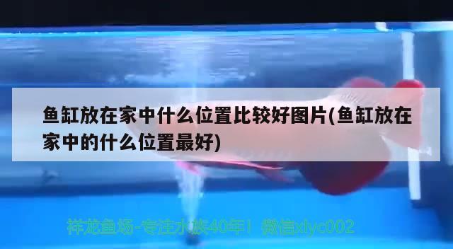 魚缸放在家中什么位置比較好圖片(魚缸放在家中的什么位置最好)