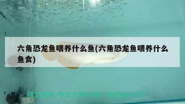 六角恐龍魚喂養(yǎng)什么魚(六角恐龍魚喂養(yǎng)什么魚食) 大日玉鯖魚