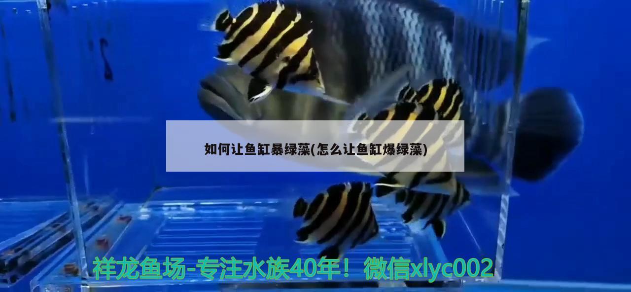 如何讓魚缸暴綠藻(怎么讓魚缸爆綠藻) 祥龍水族護(hù)理水