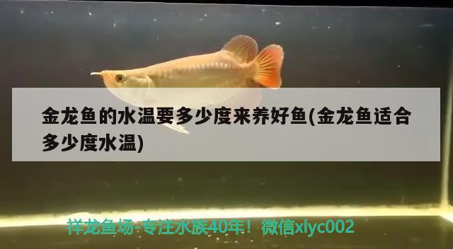 金龍魚的水溫要多少度來養(yǎng)好魚(金龍魚適合多少度水溫) 杰西卡恐龍魚 第3張