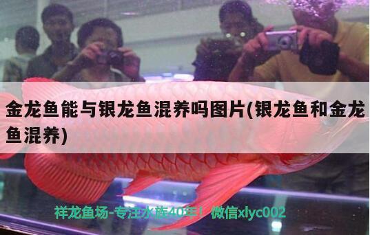 金龍魚能與銀龍魚混養(yǎng)嗎圖片(銀龍魚和金龍魚混養(yǎng)) 銀龍魚百科