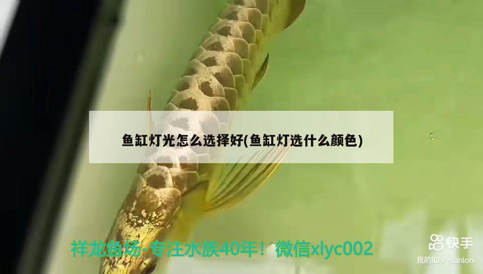 魚(yú)缸燈光怎么選擇好(魚(yú)缸燈選什么顏色) 黃金達(dá)摩魚(yú)