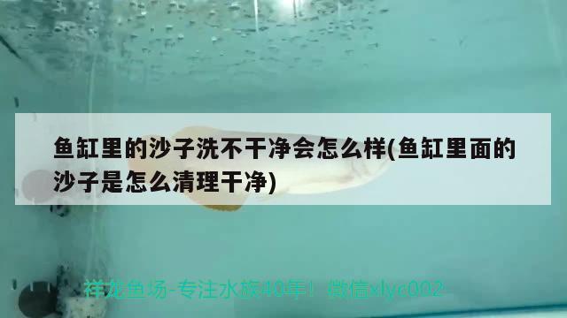 魚缸里的沙子洗不干凈會怎么樣(魚缸里面的沙子是怎么清理干凈) 狗仔招財貓魚