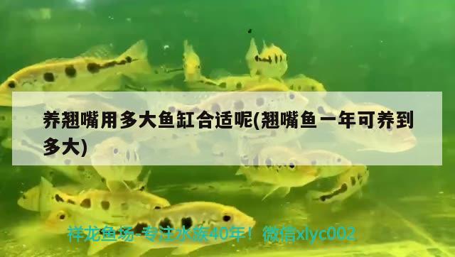 養(yǎng)翹嘴用多大魚缸合適呢(翹嘴魚一年可養(yǎng)到多大)