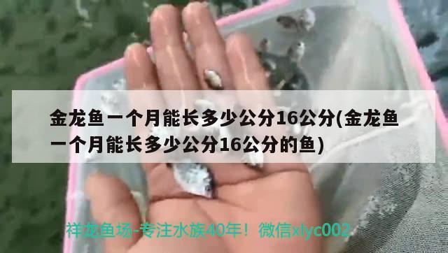 金龍魚一個月能長多少公分16公分(金龍魚一個月能長多少公分16公分的魚) 金三間魚