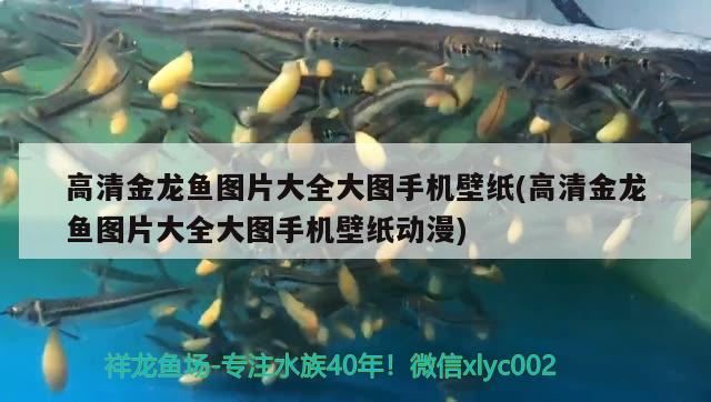 高清金龍魚(yú)圖片大全大圖手機(jī)壁紙(高清金龍魚(yú)圖片大全大圖手機(jī)壁紙動(dòng)漫) 銀龍魚(yú)苗