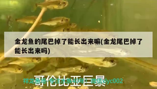 金龍魚(yú)的尾巴掉了能長(zhǎng)出來(lái)嘛(金龍尾巴掉了能長(zhǎng)出來(lái)嗎) 虎斑恐龍魚(yú)