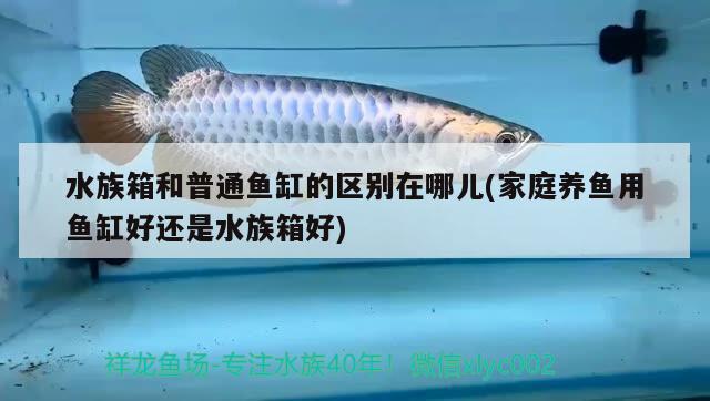 水族箱和普通魚缸的區(qū)別在哪兒(家庭養(yǎng)魚用魚缸好還是水族箱好) 魚缸/水族箱