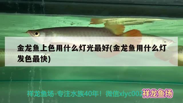 金龍魚上色用什么燈光最好(金龍魚用什么燈發(fā)色最快)