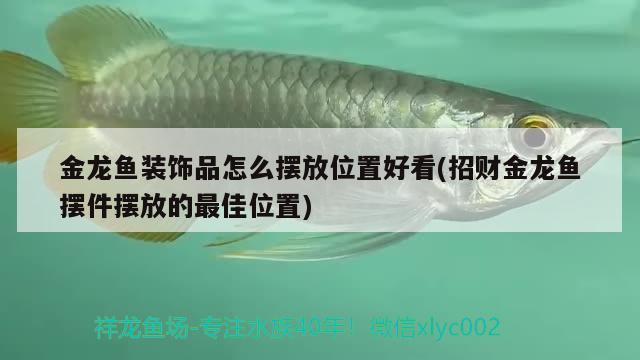 金龍魚裝飾品怎么擺放位置好看(招財金龍魚擺件擺放的最佳位置) 金三間魚