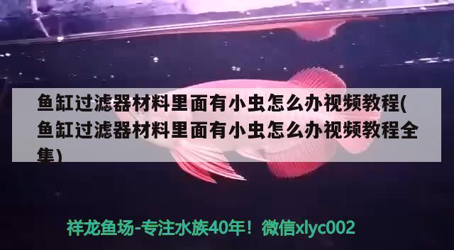 魚缸過濾器材料里面有小蟲怎么辦視頻教程(魚缸過濾器材料里面有小蟲怎么辦視頻教程全集) 蘇虎