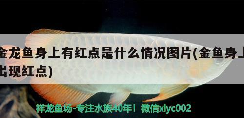 金龍魚身上有紅點是什么情況圖片(金魚身上出現(xiàn)紅點)