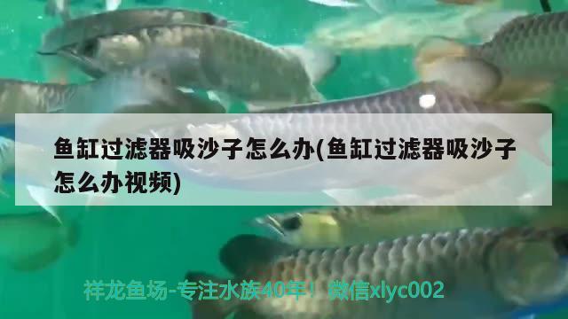 魚缸過濾器吸沙子怎么辦(魚缸過濾器吸沙子怎么辦視頻) 黑金魟魚