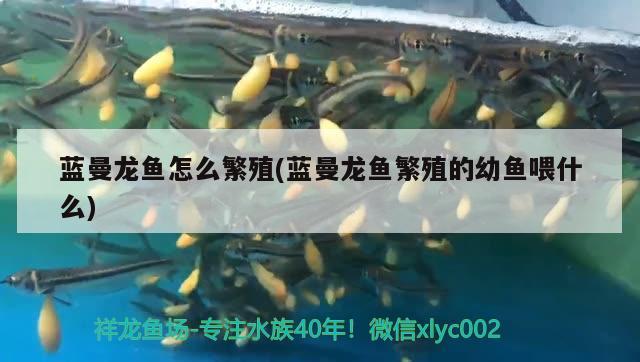 藍曼龍魚怎么繁殖(藍曼龍魚繁殖的幼魚喂什么) 可麗愛魚缸