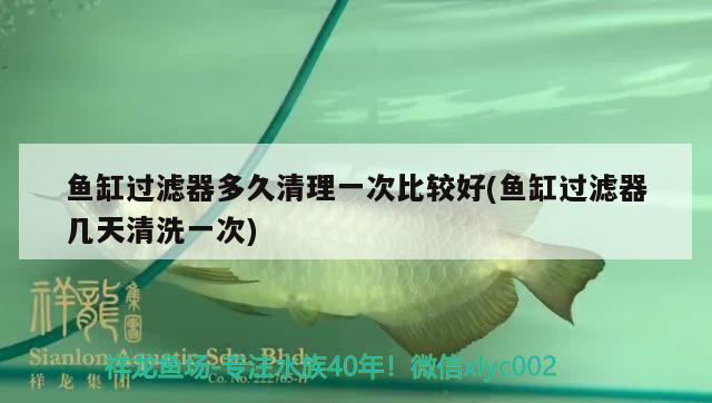 魚缸過濾器多久清理一次比較好(魚缸過濾器幾天清洗一次)