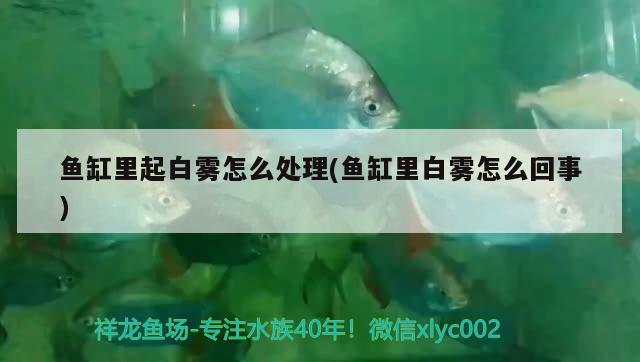 魚缸里起白霧怎么處理(魚缸里白霧怎么回事) 水族品牌