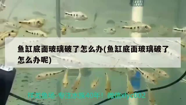 魚缸底面玻璃破了怎么辦(魚缸底面玻璃破了怎么辦呢)