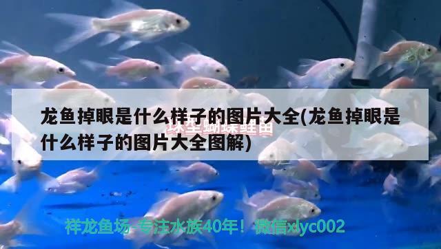 龍魚掉眼是什么樣子的圖片大全(龍魚掉眼是什么樣子的圖片大全圖解) 夢幻雷龍魚