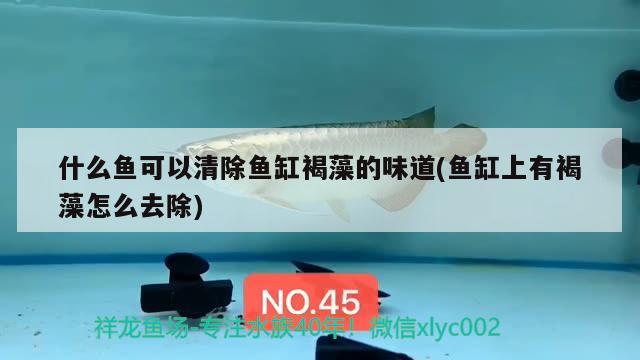 什么魚(yú)可以清除魚(yú)缸褐藻的味道(魚(yú)缸上有褐藻怎么去除) 帝王血鉆