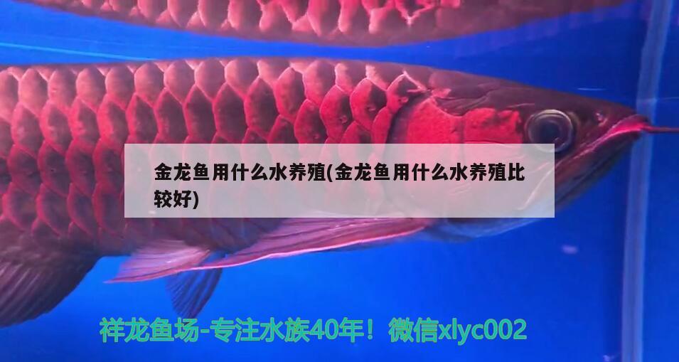 金龍魚用什么水養(yǎng)殖(金龍魚用什么水養(yǎng)殖比較好) 其他益生菌