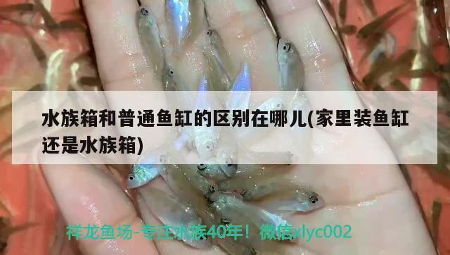 水族箱和普通魚缸的區(qū)別在哪兒(家里裝魚缸還是水族箱) 魚缸/水族箱