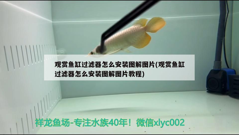 觀賞魚(yú)缸過(guò)濾器怎么安裝圖解圖片(觀賞魚(yú)缸過(guò)濾器怎么安裝圖解圖片教程)