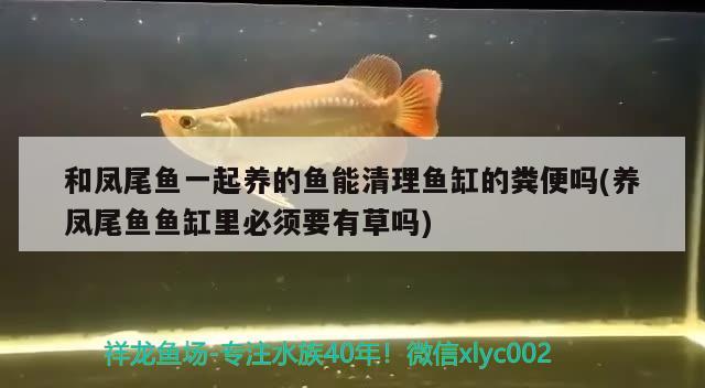 和鳳尾魚一起養(yǎng)的魚能清理魚缸的糞便嗎(養(yǎng)鳳尾魚魚缸里必須要有草嗎)