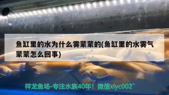 魚(yú)缸里的水為什么霧蒙蒙的(魚(yú)缸里的水霧氣蒙蒙怎么回事)