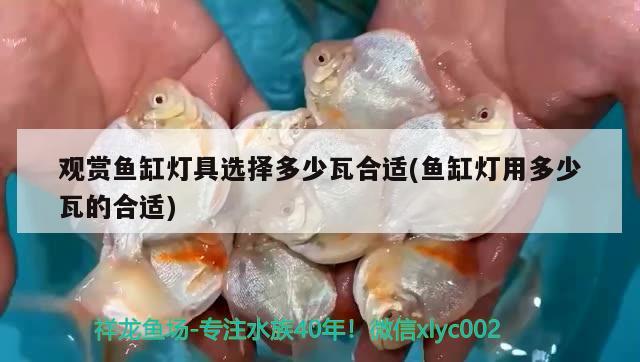 觀賞魚缸燈具選擇多少瓦合適(魚缸燈用多少瓦的合適) 大湖紅龍魚