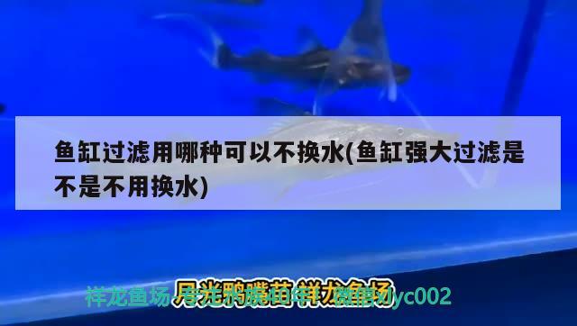 魚缸過濾用哪種可以不換水(魚缸強大過濾是不是不用換水) 祥龍魚場品牌產(chǎn)品