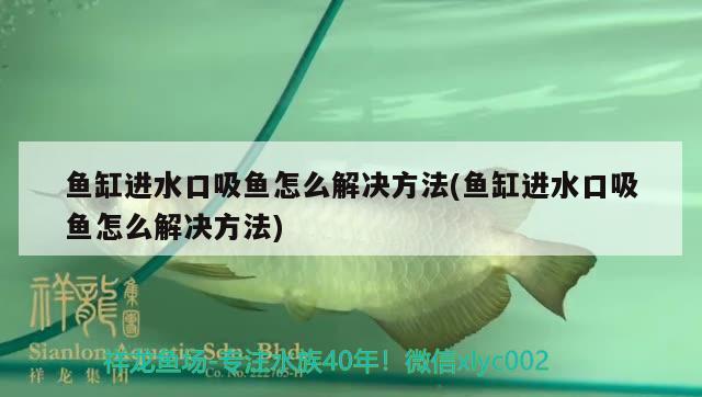 魚缸進水口吸魚怎么解決方法(魚缸進水口吸魚怎么解決方法) 白子銀版魚