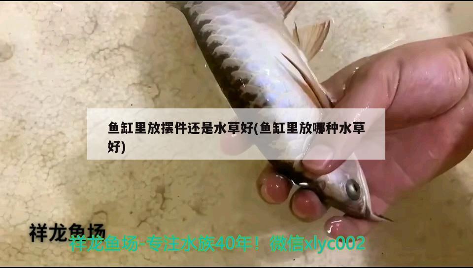 魚缸里放擺件還是水草好(魚缸里放哪種水草好)