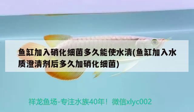 魚缸加入硝化細(xì)菌多久能使水清(魚缸加入水質(zhì)澄清劑后多久加硝化細(xì)菌) 硝化細(xì)菌