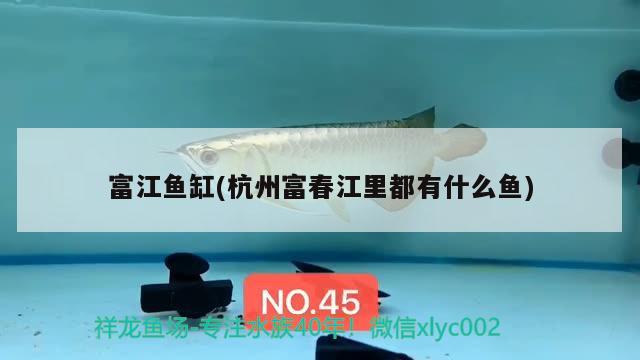 富江魚缸(杭州富春江里都有什么魚)