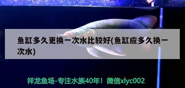 魚缸多久更換一次水比較好(魚缸應(yīng)多久換一次水) 羅漢魚批發(fā)