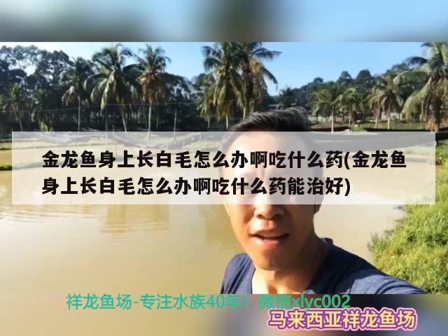 金龍魚身上長白毛怎么辦啊吃什么藥(金龍魚身上長白毛怎么辦啊吃什么藥能治好) 藍(lán)底過背金龍魚