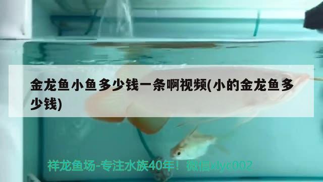 金龍魚小魚多少錢一條啊視頻(小的金龍魚多少錢)