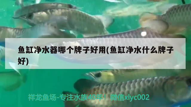 魚缸凈水器哪個牌子好用(魚缸凈水什么牌子好)