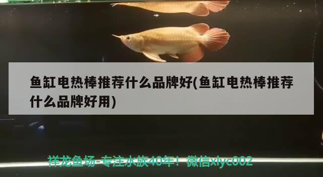 魚缸電熱棒推薦什么品牌好(魚缸電熱棒推薦什么品牌好用)