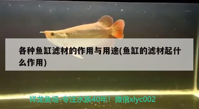 各種魚(yú)缸濾材的作用與用途(魚(yú)缸的濾材起什么作用) 赤荔鳳冠魚(yú)