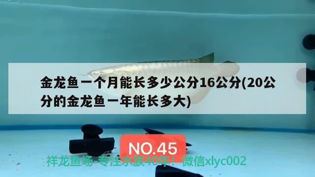 金龍魚一個月能長多少公分16公分(20公分的金龍魚一年能長多大) 養(yǎng)魚的好處