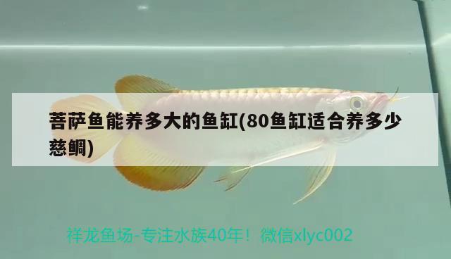 菩薩魚能養(yǎng)多大的魚缸(80魚缸適合養(yǎng)多少慈鯛) 玫瑰銀版魚