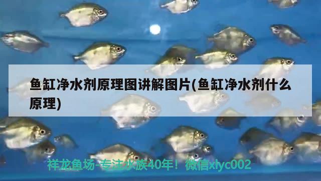 魚(yú)缸凈水劑原理圖講解圖片(魚(yú)缸凈水劑什么原理)